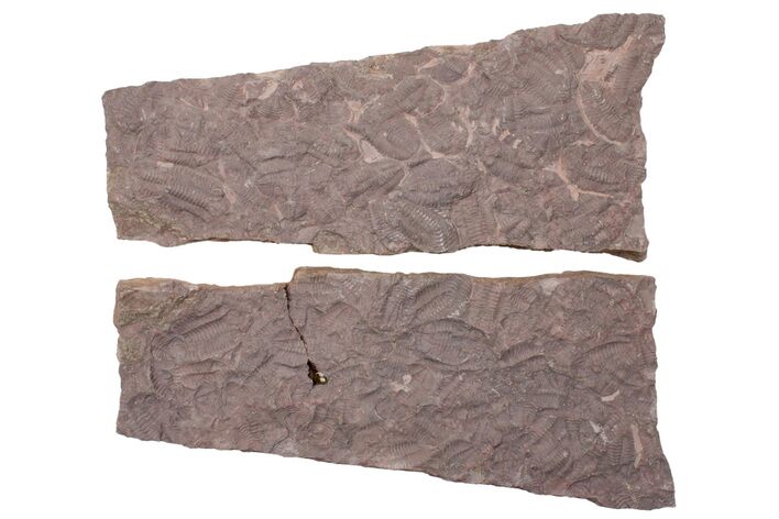 Ordovician Trilobite Mortality Plate (Pos/Neg) - Morocco #218667